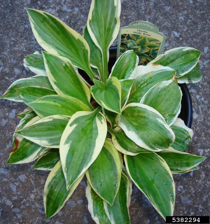 Hosta Virus X (Potexvirus Hosta Virus X (HVX))