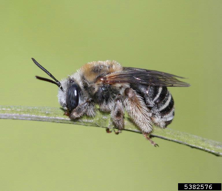 common long horned bee, Melissodes communis (Hymenoptera Apidae) 5382576