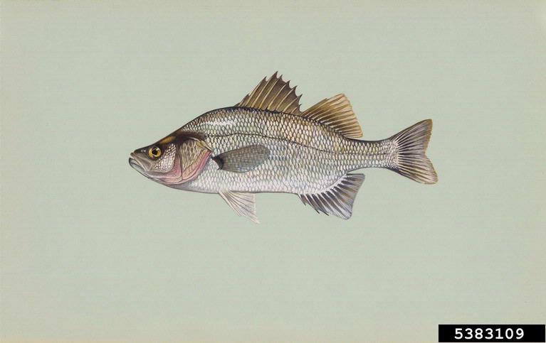 white perch (<em>Morone americana</em>) adult(s) on (<em> </em>)