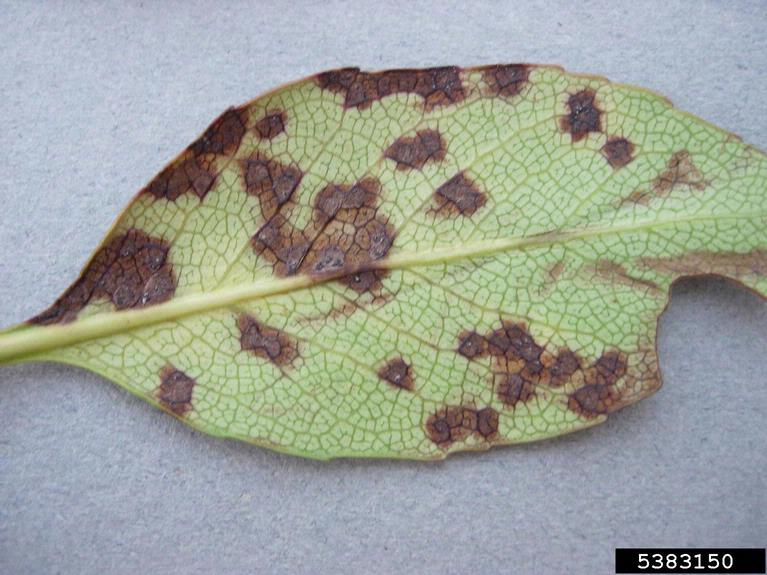 Entomosporium leaf spot (Diplocarpon mespili ) on Indian