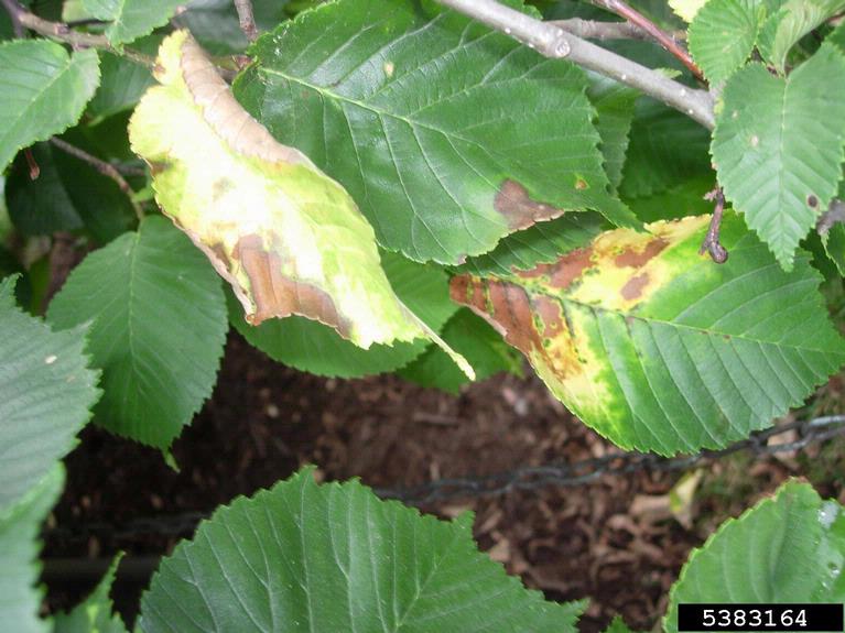 bacterial leaf scorch (Xylella fastidiosa)