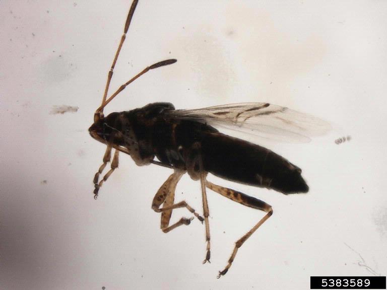 Nysus Insect false chinch bug (Nysius raphanus Howard)