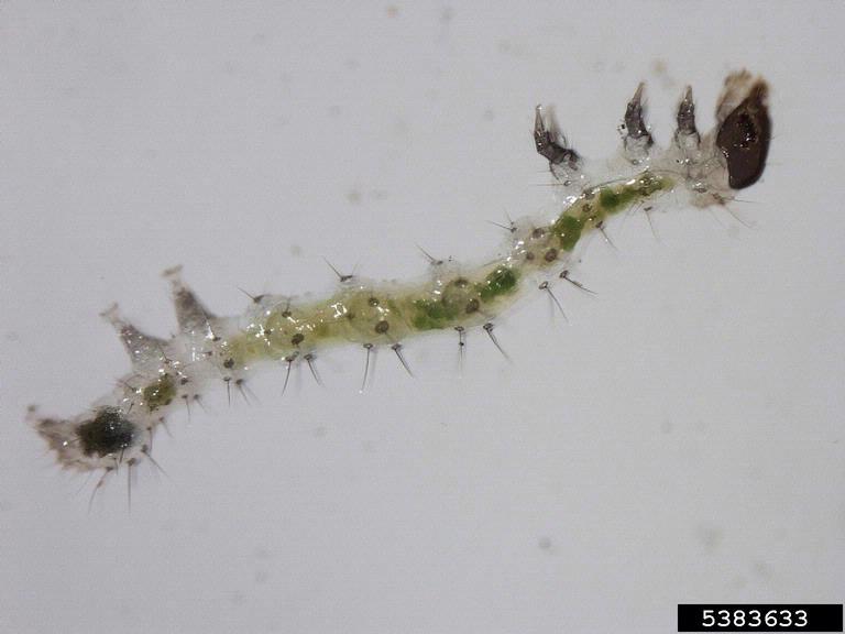 cutworms, loopers, owlet moths, and underwings (Family Noctuidae)