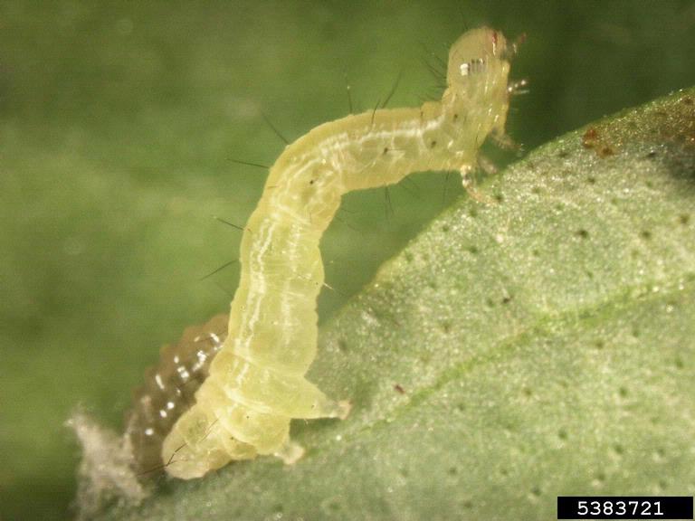 cabbage looper (Trichoplusia ni)