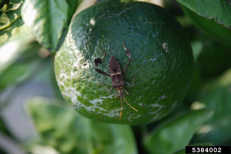 leaffooted bug (Leptoglossus zonatus ) on satsuma mandarin (Citrus