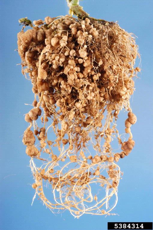 rootknot nematode (Meloidogyne enterolobbii ) on garden tomato (Solanum lycopersicum ) 5384314