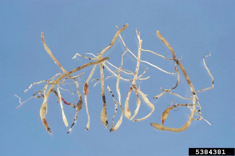 root-knot nematode (Genus Meloidogyne)