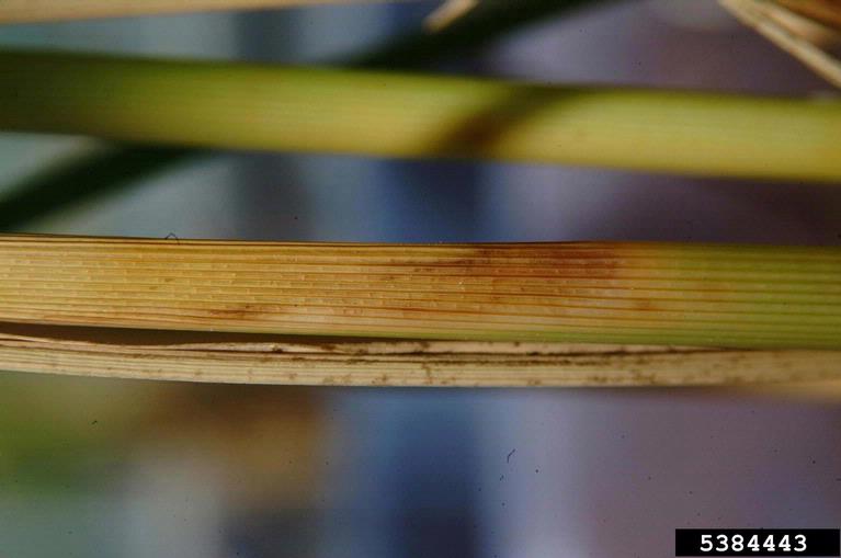 panicle rice mite (Steneotarsonemus spinki)