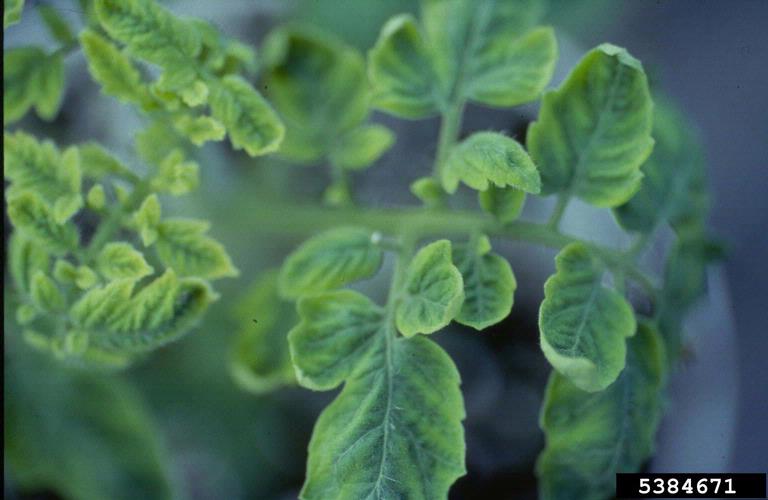 tomato yellow leaf curl virus (TYLCV) (Begomovirus Tomato yellow leaf