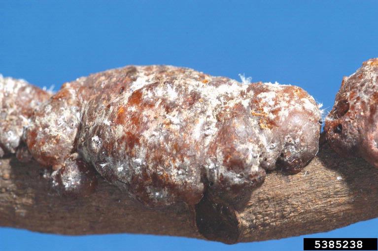 common lac insect (Kerria lacca)