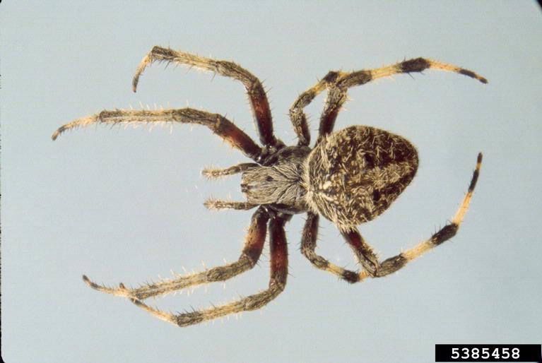 Neoscona orb weaver (Neoscona crucifera (Lucas))