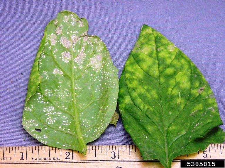 white rust (Albugo occidentalis ) on spinach (Spinacia oleracea ) 5385815