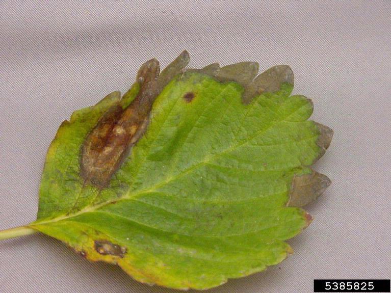 Phomopsis leaf blight and fruit rot (Phomopsis obscurans)