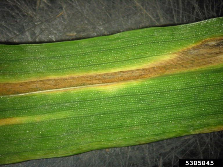 Long, browned area of infection which is a coalescing of several infected leaf spots