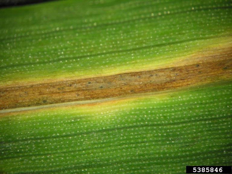 Long, browned area of infection with small, black spore-producing bodies (