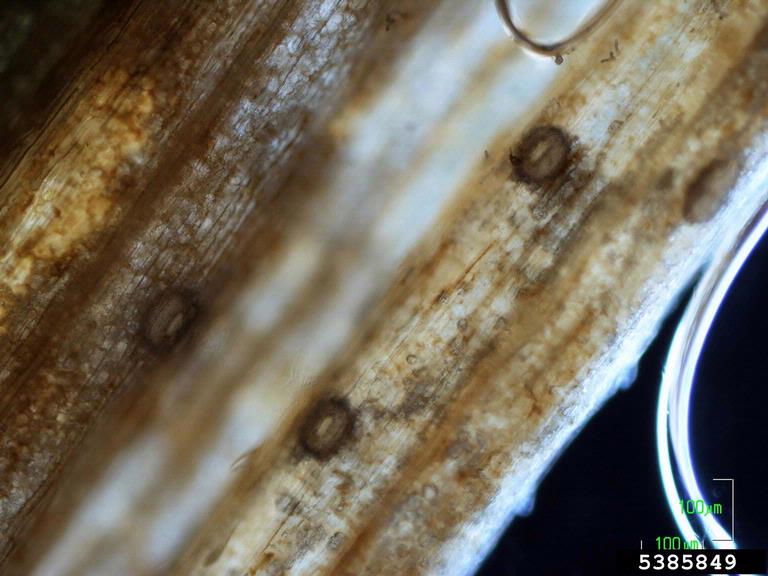 Dark-field observation of infected leaf tissue with several spore-producing bodies (