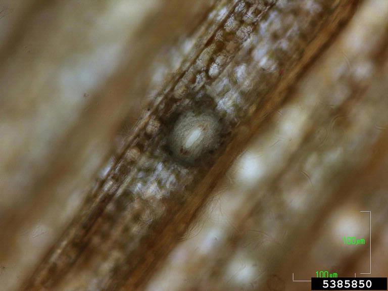 Dark-field observation of infected leaf tissue with one spore-producing body (