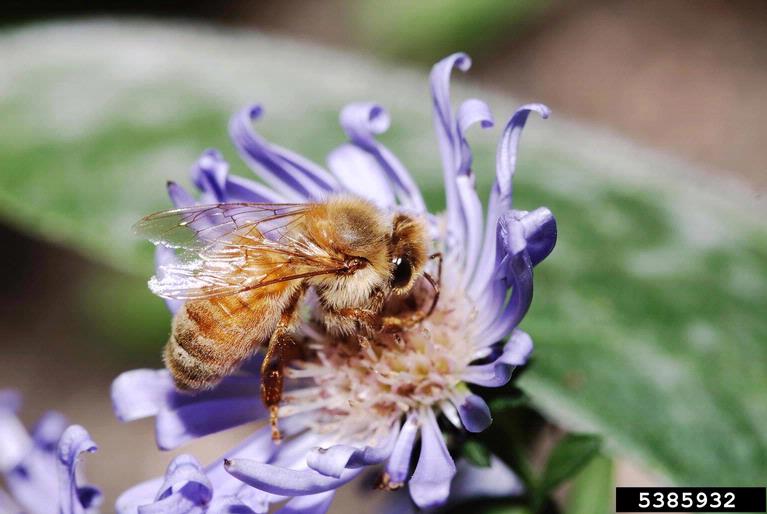 honey bee (Apis mellifera)