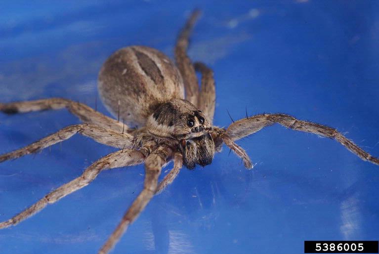 wolf spiders (Genus Rabidosa)