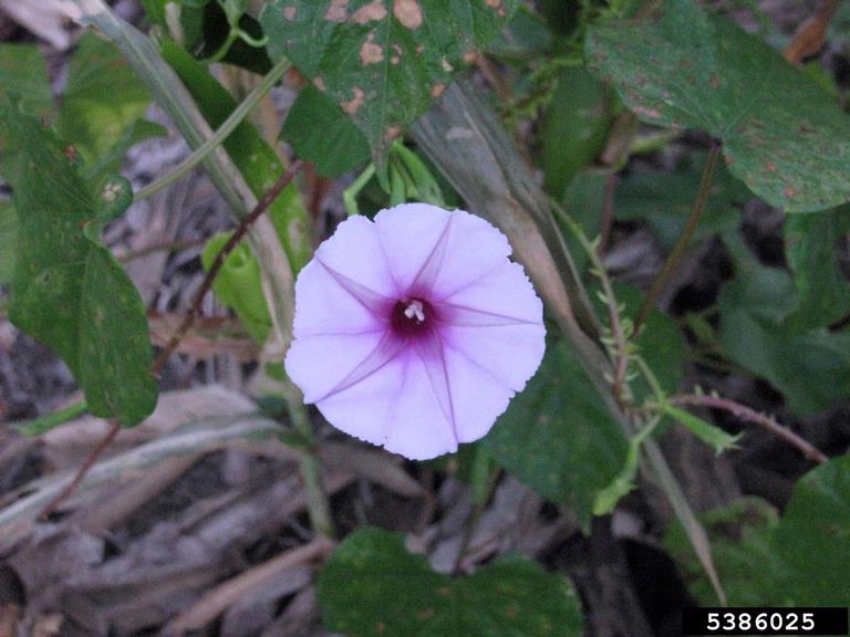 purple moonflower (Ipomoea turbinata)