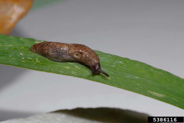 gray garden slug (Deroceras reticulatum)