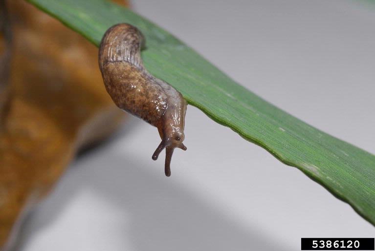 gray garden slug (Deroceras reticulatum (O.F. Müller, 1774))