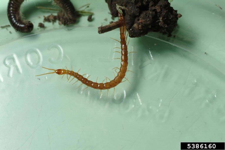 soil centipede (Genus Geophilus Leach, 1814)