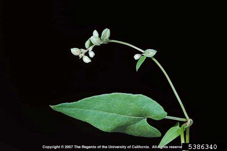 flowering stem.