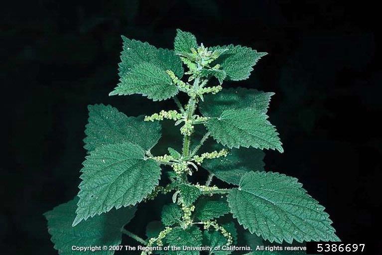 California nettle (Urtica dioica ssp. gracilis)