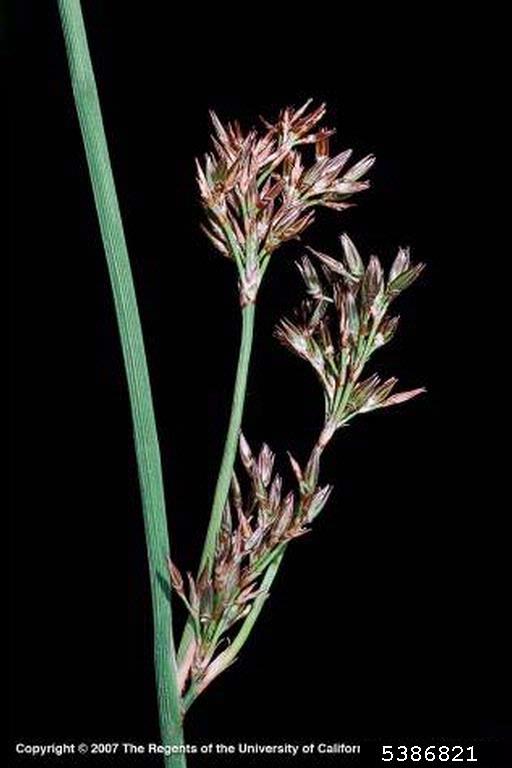 spreading rush (Juncus patens)