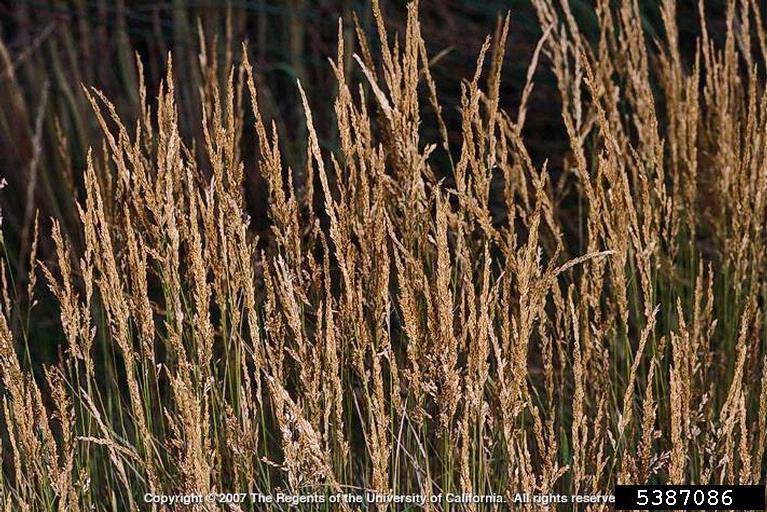 creeping bentgrass (Agrostis stolonifera)