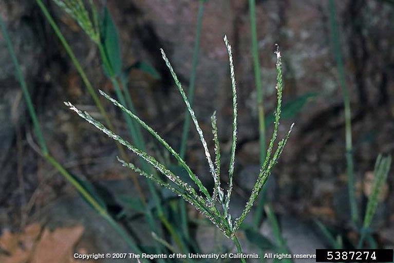 large crabgrass, Digitaria sanguinalis (Cyperales Poaceae) 5387274