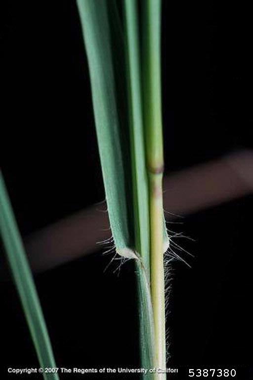 tanglehead (Heteropogon contortus)