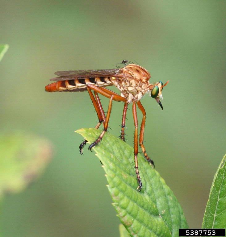 Adult thief robber fly <em>(Diogmites spp.)</em>