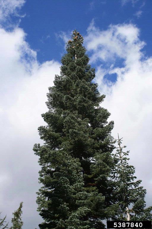 California red fir (Abies magnifica)