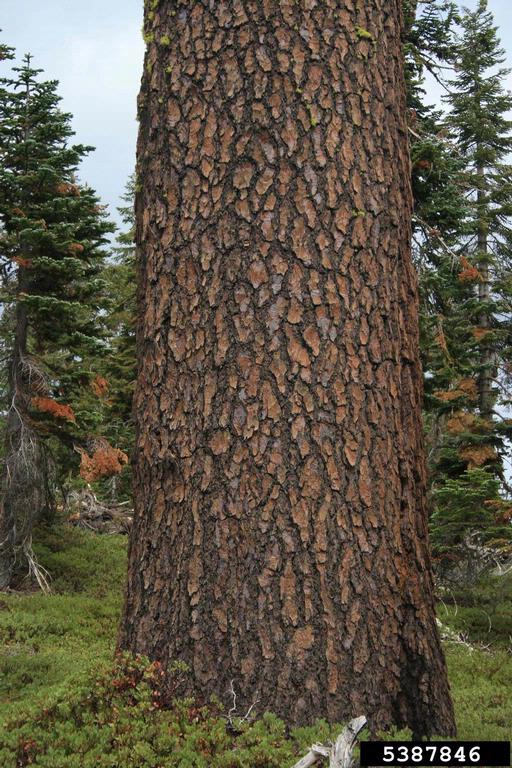 California red fir, Abies magnifica (Pinales Pinaceae) 5387846