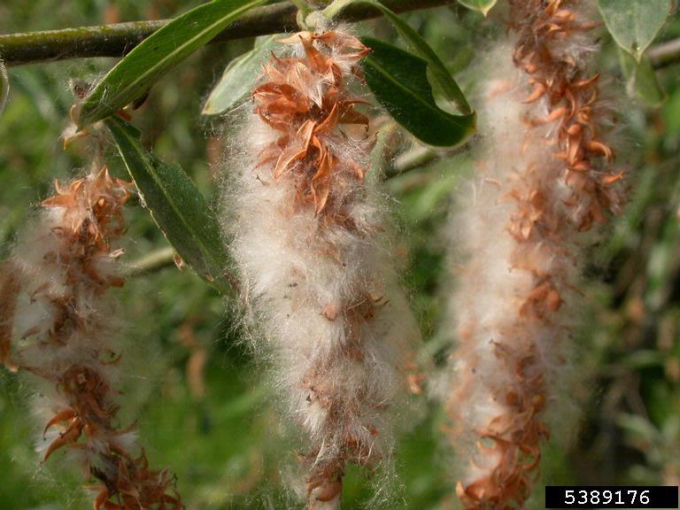 willow (Genus Salix)