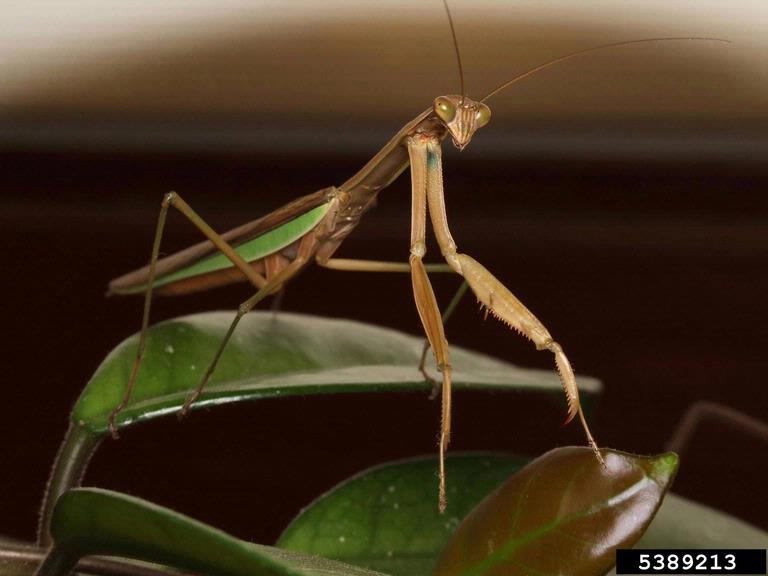 Chinese mantid, Tenodera aridifolia sinensis (Mantodea ...