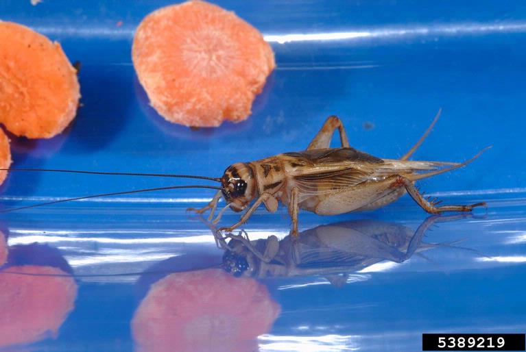 house cricket, Acheta domesticus (Orthoptera Gryllidae) 5389219