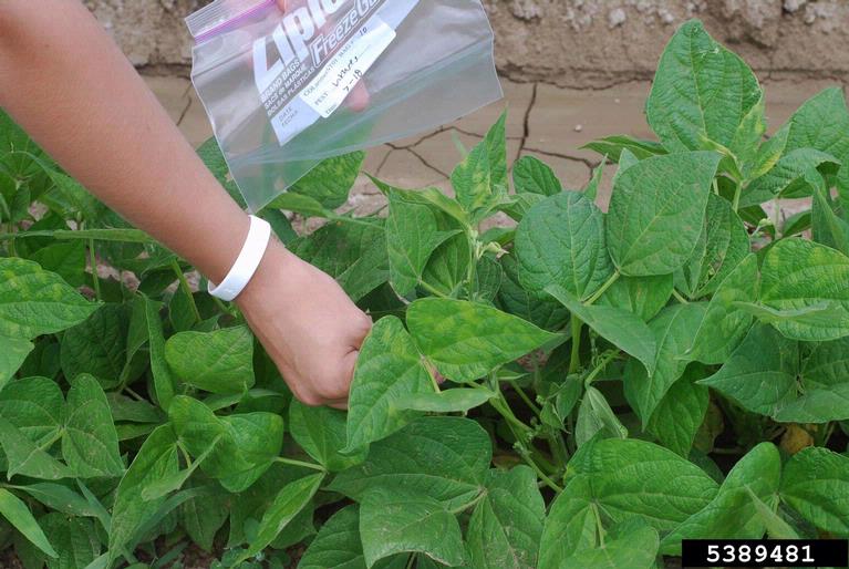 herbicides (general)