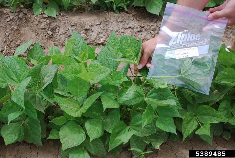 herbicides (general)