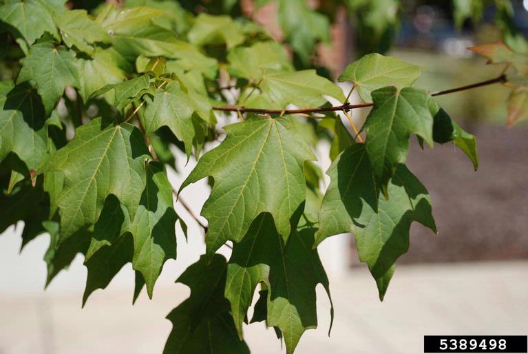 chalk maple (Acer leucoderme)