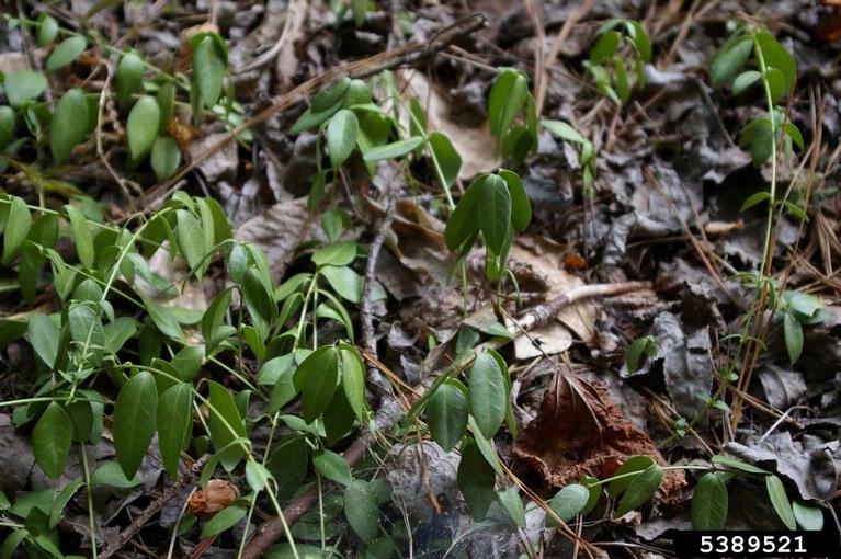 common periwinkle (Vinca minor)