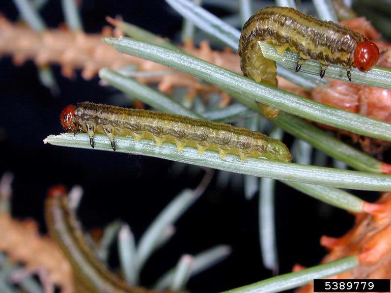 yellowheaded spruce sawfly (Pikonema alaskensis)