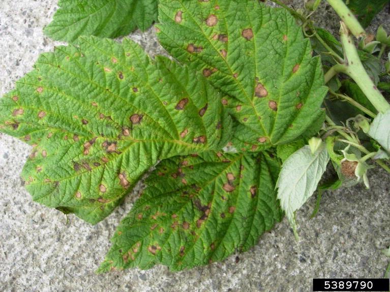 raspberry leaf spot (Sphaerulina rubi)