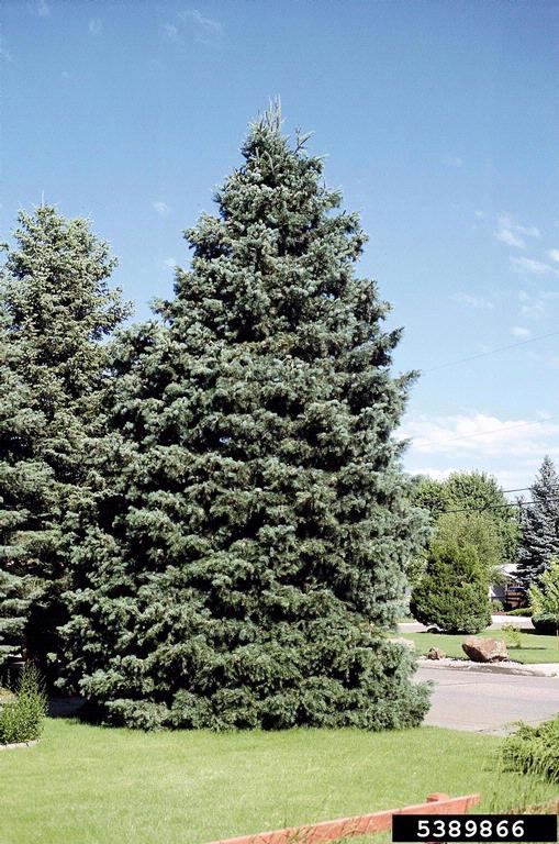 white fir (Abies concolor)