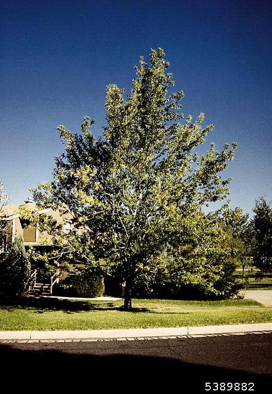 silver maple (Acer saccharinum)