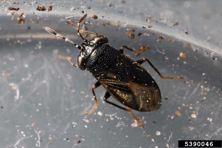 bigeyed bugs (Geocoris uliginosus Say)