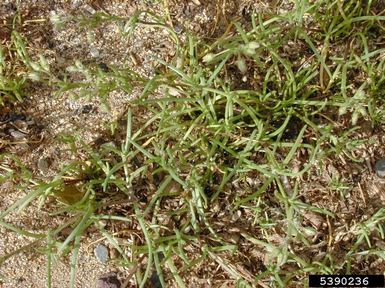 Image showcasing Image result for Is bermudagrass toxic to puppy dogs