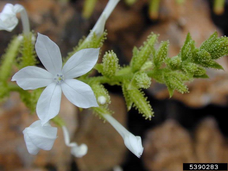 wild leadwort (Plumbago zeylanica L.)